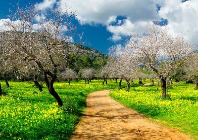 Campo en Mallorca almendros flor